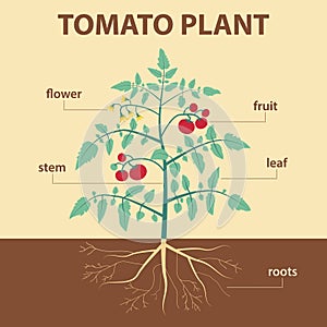 Tomato plant