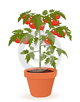 Tomato plant