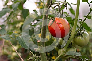 Tomato plant