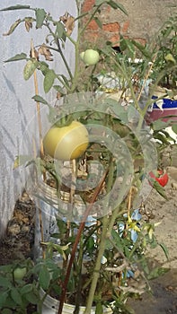 Tomato plant bearing tomato