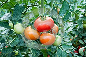 Tomato plant photo