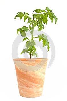 Tomato plant in ceramic flower pot