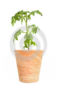 Tomato plant in ceramic flower pot