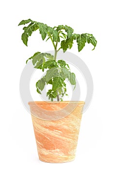 Tomato plant in ceramic flower pot