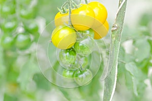 Pomodoro pianta O ciliegia pomodoro verdura giardino 