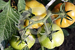 Tomato Plant Disease