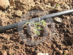 Tomato plant with drip irrigation photo