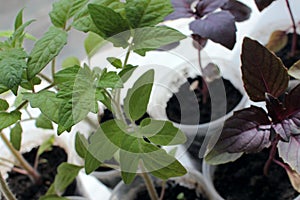 Tomato plant, eggplant, basil seedling sprouts on the white background. Growing vegetables indoor in the kitchen windowsill garden