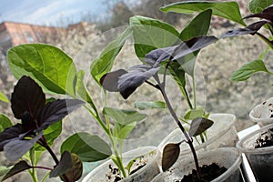 Tomato plant, eggplant, basil seedling sprouts on the white background. Growing vegetables indoor in the kitchen windowsill garden