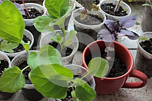 Tomato plant, eggplant, basil seedling sprouts on the white background. Growing vegetables indoor in the kitchen windowsill garden