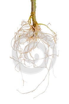 Tomato plant exposed roots is isolated on white