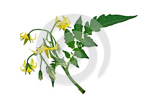 Tomato plant flower