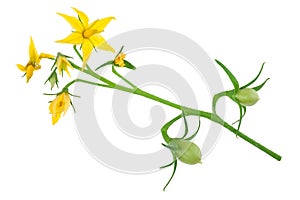 Tomato plant flower