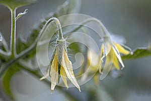 Tomato plant flower closeup. Growing tomatoes in the greenhouse