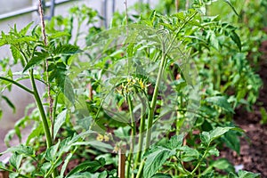 Tomato plant flower. Growing tomatoes in the greenhouse. Tomatoes twig with flowers