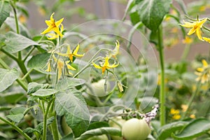 Tomato plant flower. Growing tomatoes in the greenhouse. Tomatoes twig with flowers