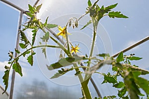 Tomato plant flower. Growing tomatoes in the greenhouse. Tomatoes twig with flowers