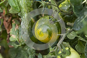 Tomato plant fruit