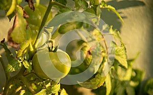 Tomato plant and fruit in garden
