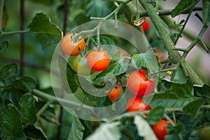 Tomato Plant in the Garden