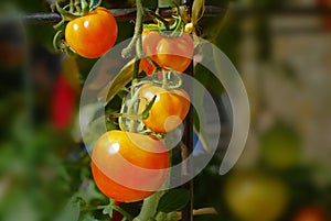 Tomate planta en jardín 