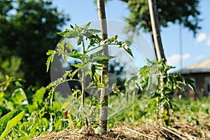 Tomato plant in garden.