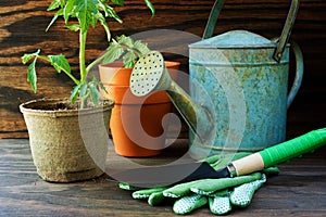 Tomato plant and garden tools