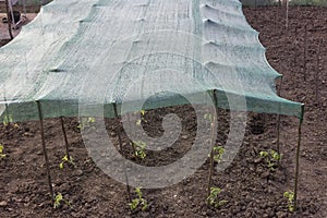 Tomato plant in garden under sunblocker fabric