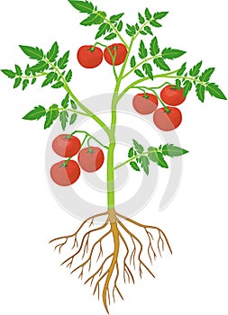 Tomato plant with green leaf, ripe red tomatoes and root system