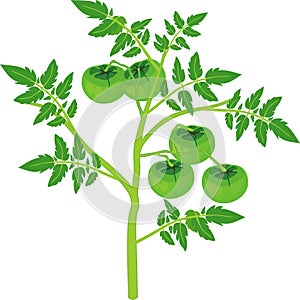 Tomato plant with green leaf and unripe green tomatoes