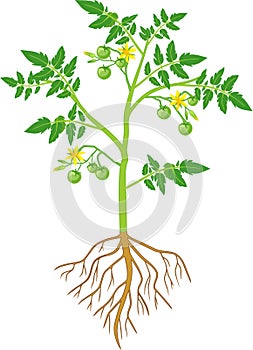 Tomato plant with green leaf, yellow flowers, unripe green tomatoes and root system