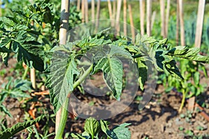 A tomato plant with green leaves and a stem