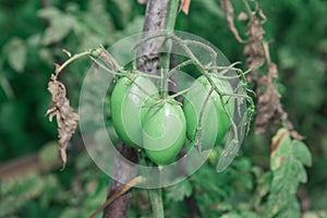 Tomato plant with green tomatoes