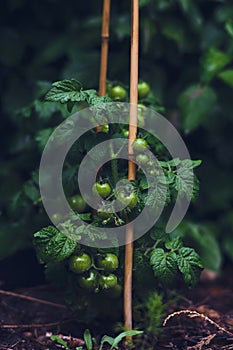 Tomato plant with green tomatoes after rain