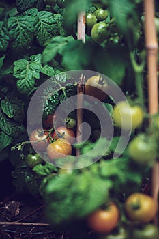 Tomato plant with green tomatoes after rain