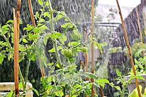 Tomato plant with green unripe tomatoes during rain shower