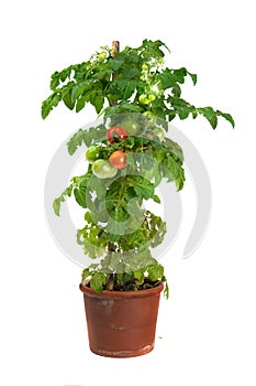 Tomato plant growing in a flower pot isolated on white photo