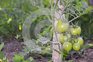 A tomato plant growing with the help of dried bamboo with raw tomatoes planted