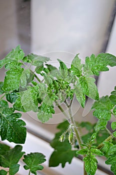 Tomato plant growing in a kitchen garden. Healthy green foliage. Buds and flowers. Water droplets on leaves.