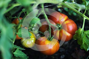 tomato plant growing in the organic farm in a greenhouse.