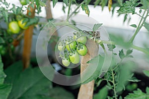 Tomato plant growing in urban garden. Green tomatoes close up. Home grown food and organic vegetables. Community garden