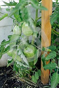 Tomato plant growing in urban garden. Green tomatoes close up. Home grown food and organic vegetables. Community garden