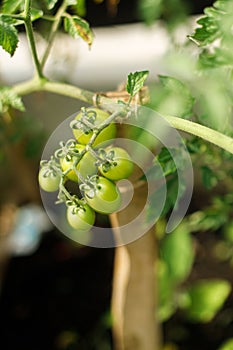 Tomato plant growing in urban garden. Green tomatoes close up. Home grown food and organic vegetables. Community garden
