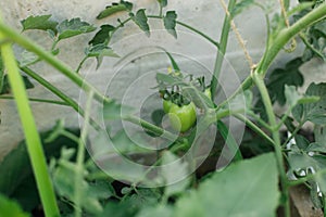 Tomato plant growing in urban garden. Green tomatoes and flowers close up. Home grown food and organic vegetables. Community