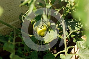 Tomato plant growing in urban garden. Green tomatoes and flowers close up. Home grown food and organic vegetables. Community