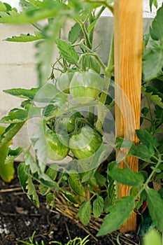 Tomato plant growing in urban garden. Green tomatoes and flowers close up. Home grown food and organic vegetables. Community