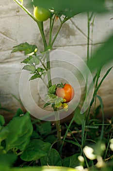 Tomato plant growing in urban garden. Red ripe tomatoes close up. Home grown food and organic vegetables. Community garden