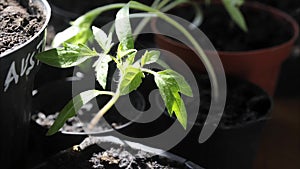 Tomato plant growing in a vase time lapse