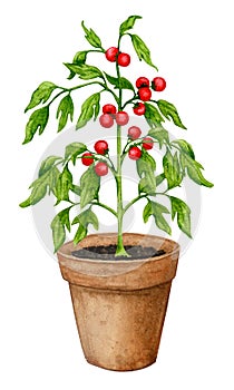 Tomato plant grown in a clay pot. Vegetable garden in containers.