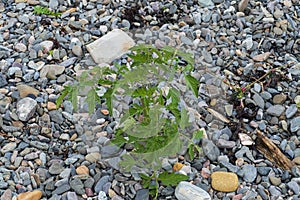 Tomato plant grows wild on the beach at ORD, Isle of Skye